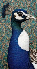 Close-up portrait of a peacock, showcasing vibrant blue and white plumage, set against a textured, patterned background.