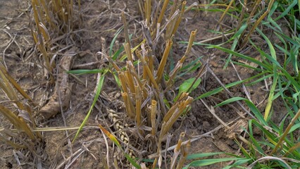 Harvested Crop Stubble in Field