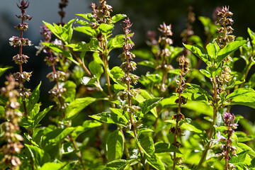 Green sweet basil leaves with inflorescence in vegetable garden