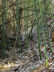 冬の竹林