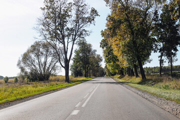 Fototapeta premium Asphalt road with trees. Scenic countryside landscape. Green nature and blue sky. Peaceful rural environment. Long straight lane perspective. Travel and journey concept.