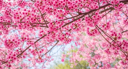 Vibrant Pink Cherry Blossoms Blooming in Springtime Soft Focus Background Perfect for Nature Beauty and Seasonal Designs