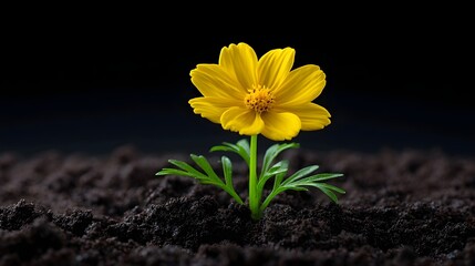A close-up view of a beautiful yellow daisy flower emerging from the dark soil, surrounded by lush green foliage against a plain black background