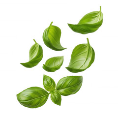Obraz premium Fresh green basil leaves scattered against black background isolated on a transparent background herb