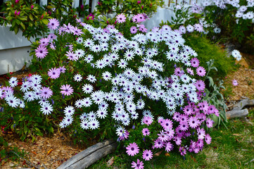 Snapshots of spring time in color. 