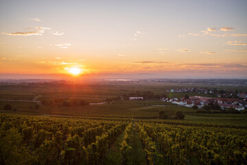 vineyard at sunrise