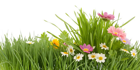 Lush Green Grass with Pink and Yellow Wildflowers on White Background pink flowers isolated on a transparent background