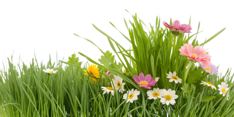 Lush Green Grass with Pink and Yellow Wildflowers on White Background pink flowers isolated on a transparent background