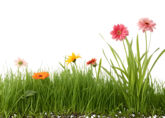 Colorful Gerbera Daisies and Green Grass on White Background single meadow isolated on a transparent background