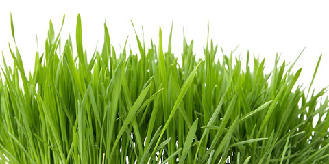 Obraz premium Lush Green Grass Blades Detailed fresh growth isolated on a transparent background