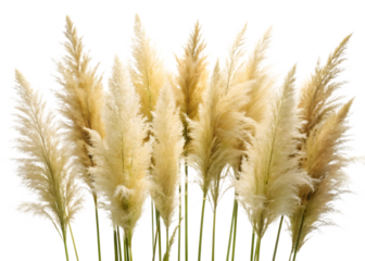 Cluster of Beige Pampas Grass Plumes with Green Stems dried grass ornamental isolated on a transparent background