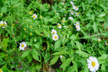 Beautiful wild daisy flowers blooming in green meadow, natural floral background, fresh spring plants in outdoor nature with green leaves and white petals.