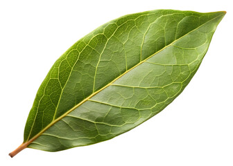 Obraz premium Close-up of a Single Green Leaf with Detailed Veins on Black nature plant isolated on a transparent background