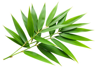 Obraz premium Green Bamboo Branch with Pointed Leaves nature plant isolated on a transparent background