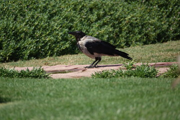 the hooded crow (Corvus cornix)