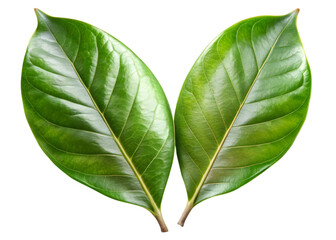 Two Vibrant Green Leaves with Veins leaf glossy isolated on a transparent background