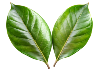 Two Vibrant Green Leaves with Veins leaf glossy isolated on a transparent background