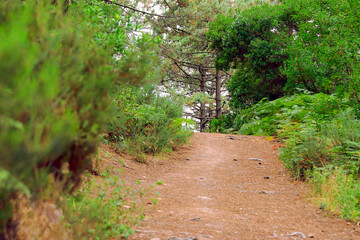 Dirt path through trees and vegetation in a forest