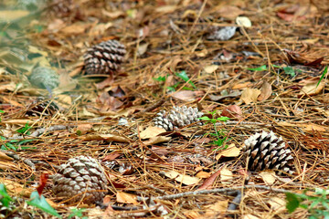 Pine cones lying on the ground in a pine forest with dry needles and leaves