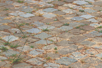 Cobblestone road with some grass growing between the stones.
