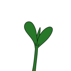 green plant isolated on white