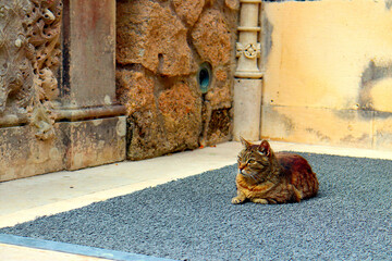 Tabby cat lying on a rug