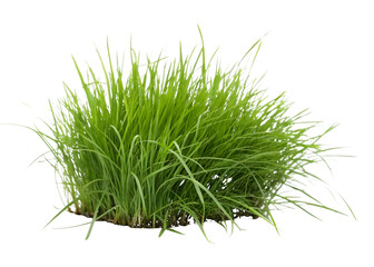 Lush Green Grass Clump Isolated nature isolated on a transparent background