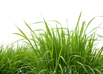 Lush Green Grass Blades with Water Droplets on a Transparent Background Keywords: grass, green isolated on a transparent background