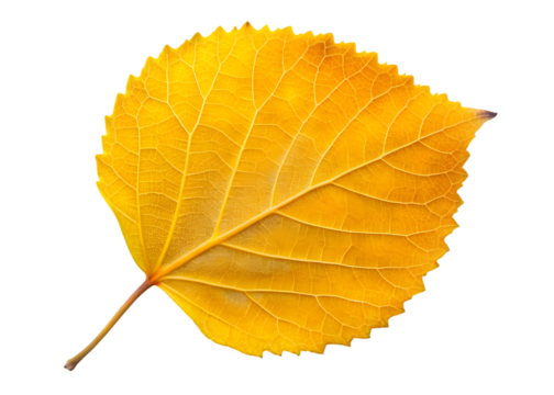 Close Up of a Vibrant Yellow Aspen Leaf with Intricate Veins Keywords: leaf, autumn, yellow isolated on a transparent background