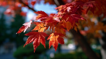 Fototapeta premium Vibrant red maple leaves in sunlight during autumn season