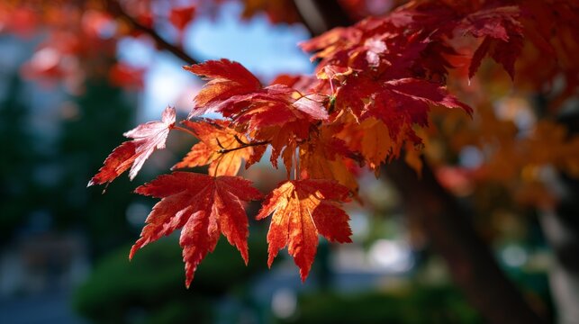 Vibrant red maple leaves in sunlight during autumn season