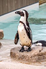 Fototapeta premium Black-Footed Penguin on Wet Rock in Captivity – Endangered Bird Species