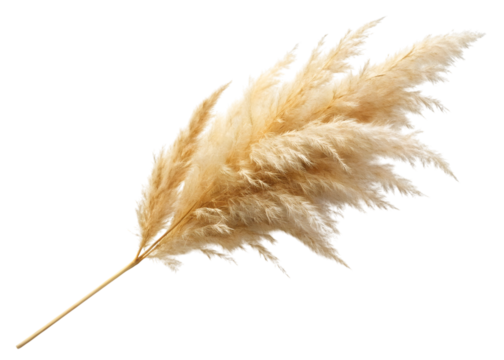 Soft Beige Pampas Grass Feather Isolated Keywords: pampas grass, dried isolated on a transparent background