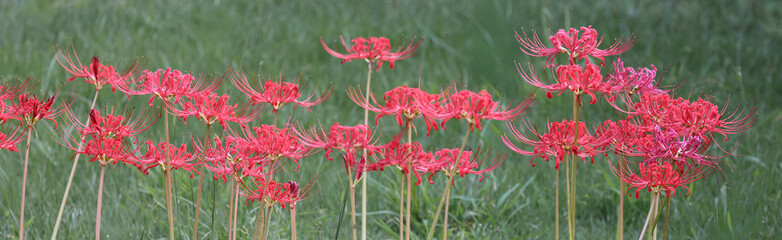 都心散歩　小石川後楽園　彼岸花の頃