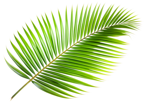 Detailed Green Palm Leaf Frond Keywords: palm leaf, green, tropical, nature isolated on a transparent background