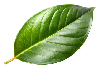 Obraz premium Vibrant Green Leaf with Detailed Vein Structure Keywords: green leaf, plant, nature, botanical isolated on a transparent background