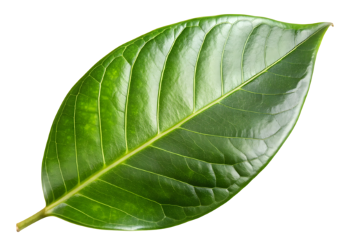 Detailed Green Leaf with Prominent Veins Keywords: green leaf, plant, nature, botanical, detail isolated on a transparent background
