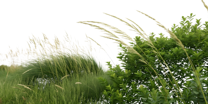 Tall Wheat-like Grasses and Green Bush Swaying in the Breeze Transparent tall grass isolated on a transparent background