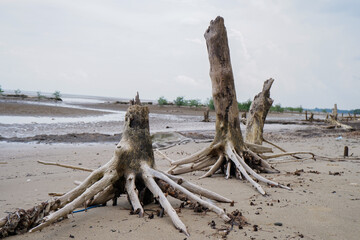 Dead mangrove tree stumps on a sandy beach, symbolizing coastal erosion, deforestation, and environmental damage in tropical shoreline ecosystems. © Muhammad