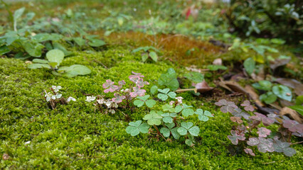 Close-up of vibrant green moss and delicate clover