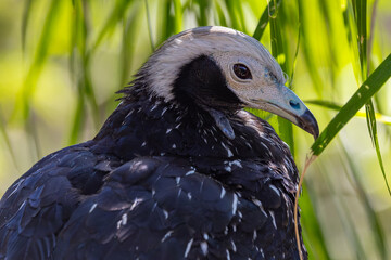 close up of a Blue-throated Piping-Guan (Pipile cumanensis)