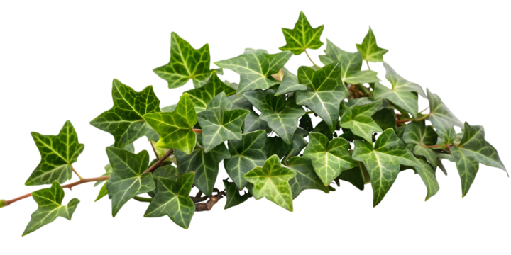 Vibrant Green Ivy Plant Branch with Star- Shaped Leaves vine isolated on a transparent background