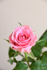 Fototapeta premium ピンクのばら