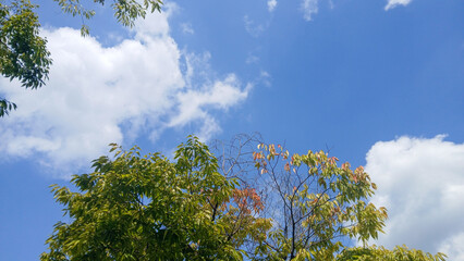 Blue sky framed by lush green tree branches and fluffy white clouds on a sunny day