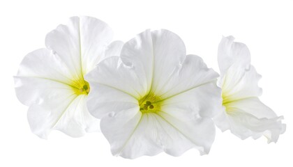 White Petunia Flowers Closeup.