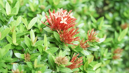 Red asoka flowers with green leaves in the garden are also useful for hedges