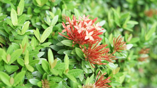 Red asoka flowers with green leaves in the garden are also useful for hedges