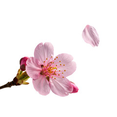 Extreme macro of a delicate light pink cherry blossom branch, vibrant open flower, unfurling bud, floating petal, isolated on transparent, raking light. Concept of delicate beauty and fragility