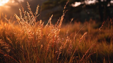 Golden grass field at sunrise