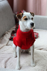 Jack Russell Terrier in a red sweater on a sofa at home. Christmas and New Year celebration. 